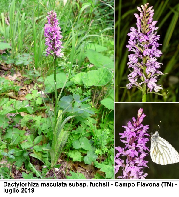 DACTYLORHIZA: immagini di una splendida orchidacea.